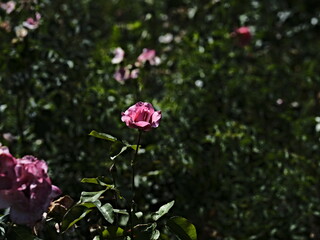 pink valentine rose and green background
