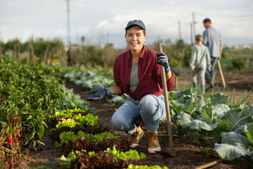 woman farmer with a hoe near lettuce and cabbage. Farmed organic vegetables growing in the garden