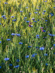 At the edge of the field - Am Rand des Feldes