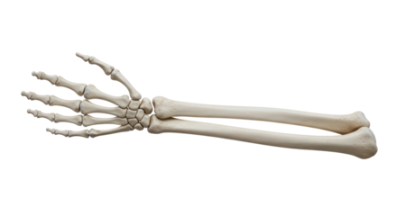 Isolated Human Arm Bones
