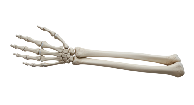 Isolated Human Arm Bones