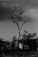 cerezo en tormenta 