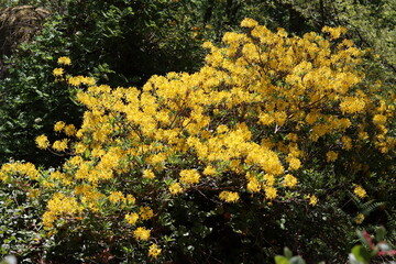 Bright yellow azalea or rhododendron luteum flowers