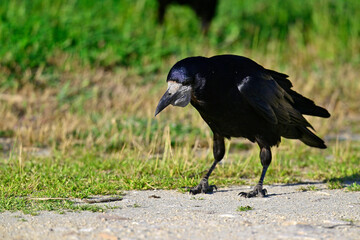 Saatkrähe // Rook (Corvus frugilegus)