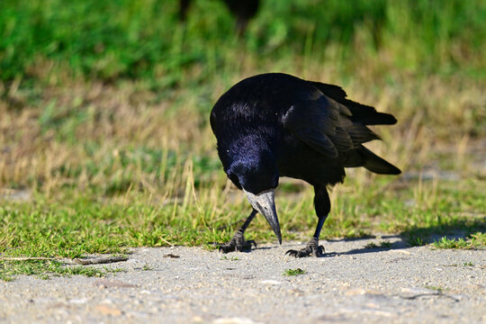 Rook // Saatkr&auml;he (Corvus frugilegus)