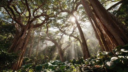 Tropical kapok tree towering above undersized shrubs with dappled sunlight filtering through canopy