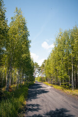 Birch Tree Forest Route in Soft Morning Light