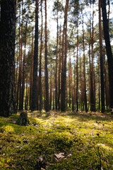 Obraz premium Lush Mossy Forest Understory with Pine Background and Copy Space