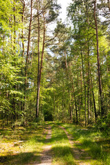 Fototapeta premium A peaceful pine forest bathed in soft daylight, with tall straight trunks casting gentle shadows on the forest floor. 
