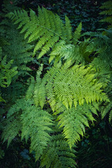 Textured fern foliage in low-light forest composition
