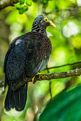 A African Olive Green Pigeon