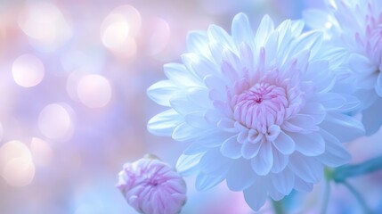 Delicate pastel flower with soft petals.