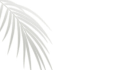 Obraz premium Realistic palm leaf shadow isolated on white background. Gray blurred shadows of tropical leaves reflected on the wall. Element for summer banner, party invitation. Overlay effect. Vector illustration