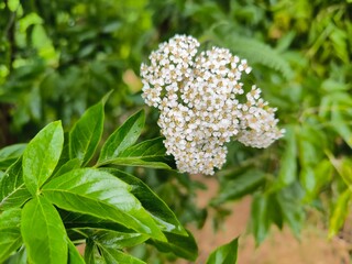 white flowers on a tree