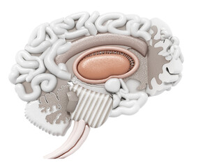 Layered anatomic 3D illustration of human brain on transparent background. 3D illustration