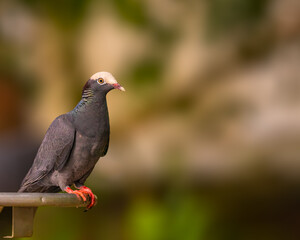 White Crown Pigeon