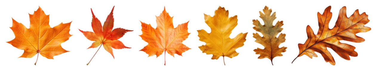 Obraz premium PNG Vibrant autumn leaves collection, element set on transparent background