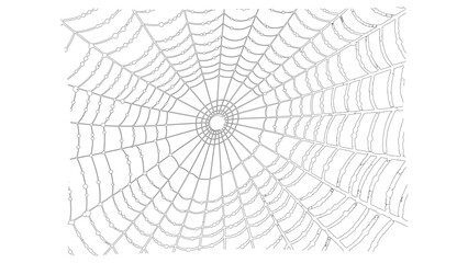 Detailed Spider Web with Dew Drops Line Art Illustration