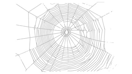 Realistic Spider Web Silhouette Minimal Line Art Design
