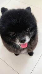 Black Dog is Like Bear