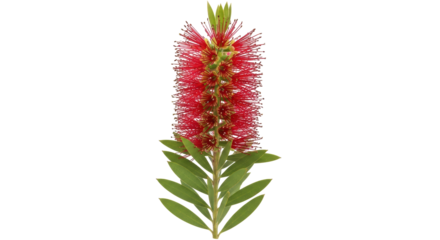 Isolated Bottle Brush Plant