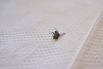 A closeup view of a delicate hand graciously holding a small bee, capturing natures beauty