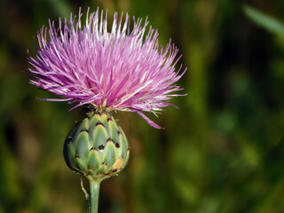 Mantisalca salmantica pink flower in wild nature