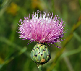 Mantisalca salmantica pink flower in wild nature