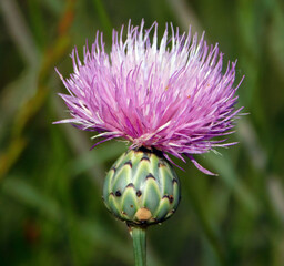 Mantisalca salmantica pink flower in wild nature