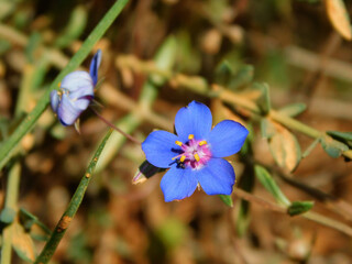 Lysimachia monelli blue flower on macro