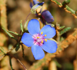 Lysimachia monelli blue flower on macro
