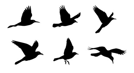 Obraz premium Flying bird silhouettes collection vector illustration