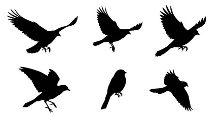 A collection of flying bird silhouettes featuring eagles, hawks, and doves in flight, perfect for vector illustration of wildlife in nature