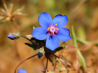 Lysimachia monelli blue flower on macro