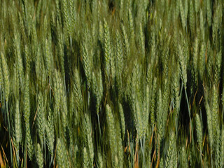 wheat fields in rural landscapes