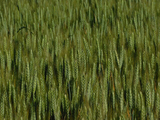wheat fields in rural landscapes