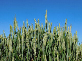 wheat fields in rural landscapes
