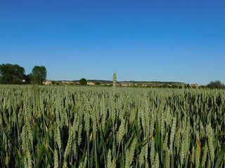 wheat fields in rural landscapes