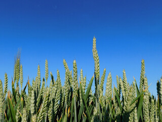 wheat fields in rural landscapes