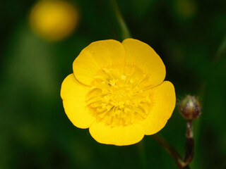 yellow buttercup flower (Ranunculus repens)