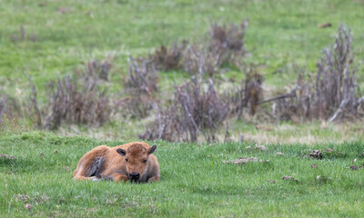 Cute Bison Calf in Yellowstone National Park Wyoming in Springtime