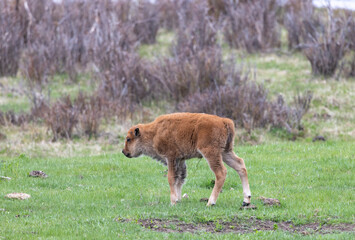Cute Bison Calf in Yellowstone National Park Wyoming in Springtime