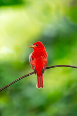 Scarlet tanager bird perched on branch with green background