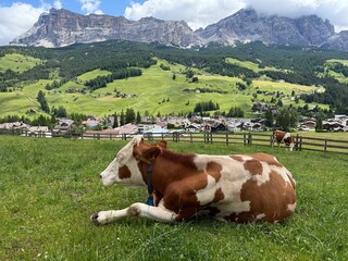 cows on the meadow with mountain peaks in the background