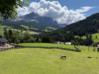 cows on a farm with mountains in background