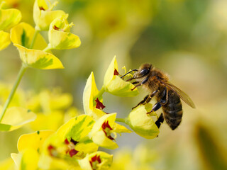 Macro of honey bee (Apis) feeding on yellow euphorbia flower 