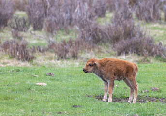 Fototapeta premium Cute Bison Calf in Yellowstone National Park Wyoming in Springtime