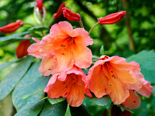 Close-up of Red rhododendron flowers with clearly visible pistil and stamens in a french garden