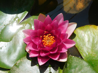 pink water lily in the pond
