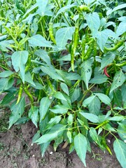 vegetable garden in the garden, Green chili